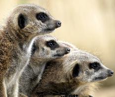 Ark Wildlife 001