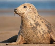 Donna Nook Listing 001