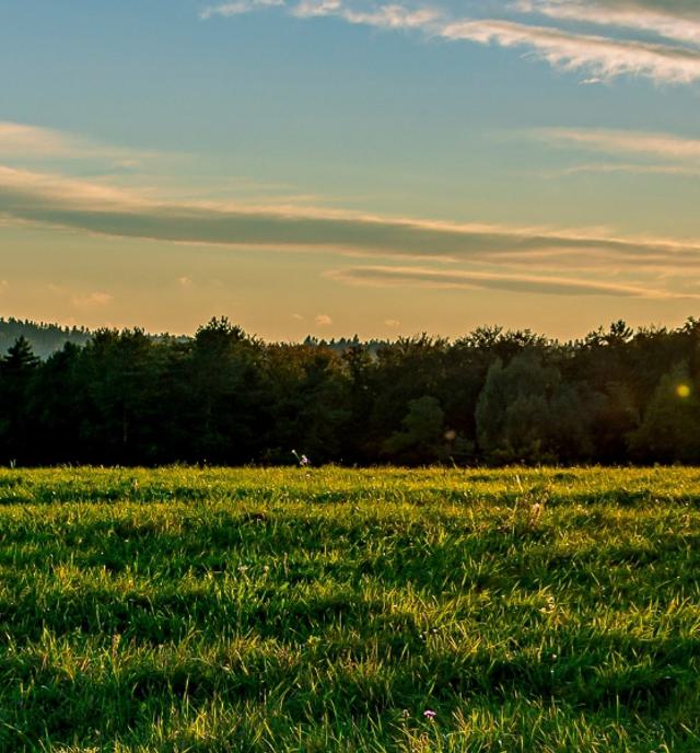 sunset over big open field with trees in the background and windswept grass in foreground