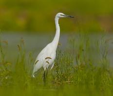 white bird in grass field