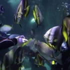 Skegness Dive