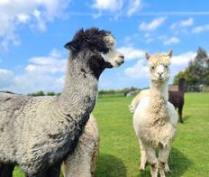 Tawnymeade Alpacas Body 001