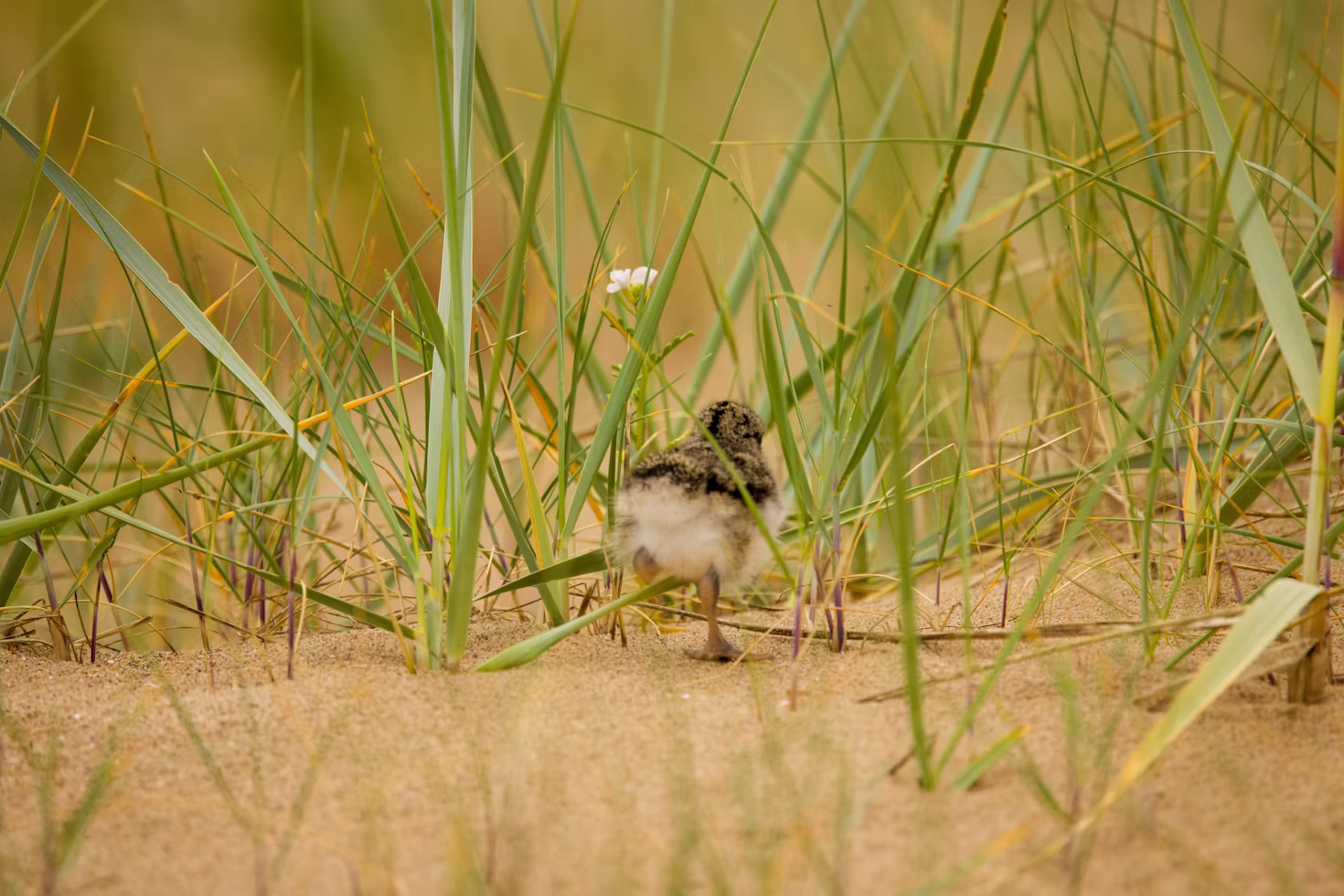 Stock image bird