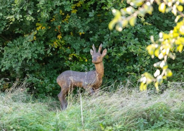 Fenside Woods Deer