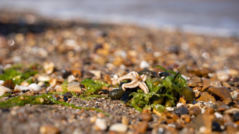 Beach Skegness Summer 2024 89