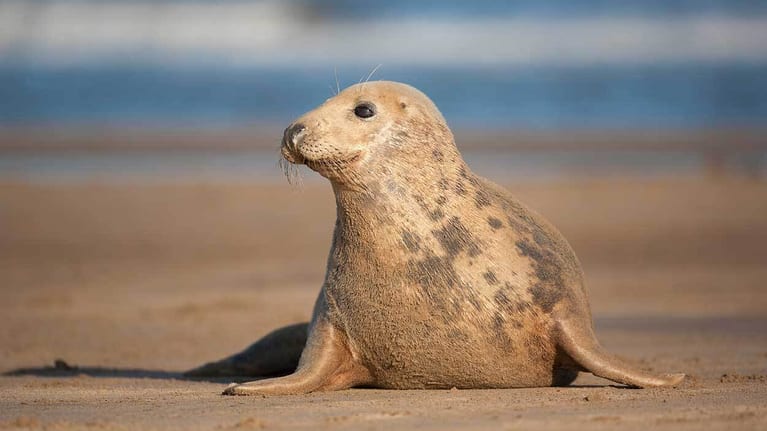 Seal